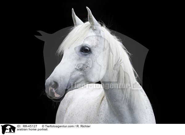 Araber Portrait / arabian horse portrait / RR-45127