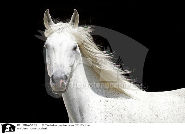 Araber Portrait / arabian horse portrait / RR-45132