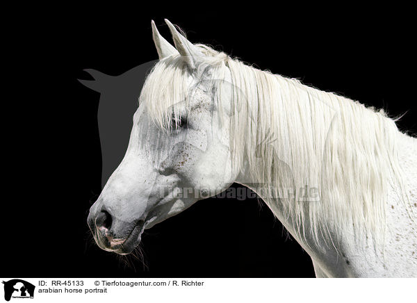 Araber Portrait / arabian horse portrait / RR-45133