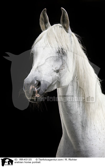 Araber Portrait / arabian horse portrait / RR-45135