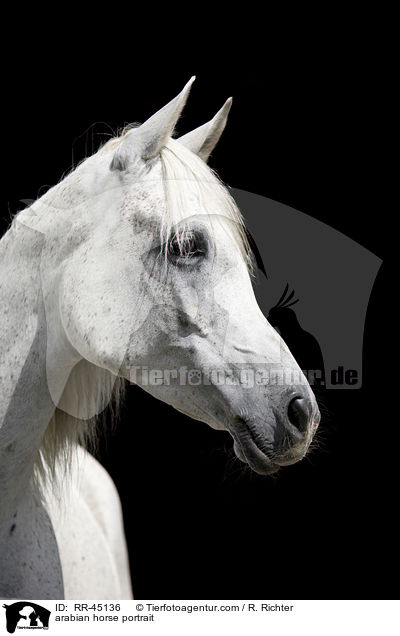 Araber Portrait / arabian horse portrait / RR-45136