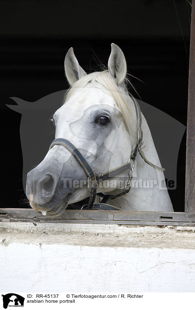 Araber Hengst Portrait / arabian horse portrait / RR-45137