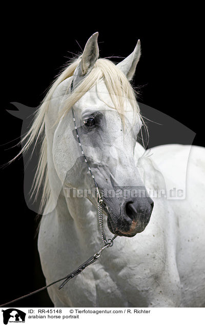 Araber Hengst Portrait / arabian horse portrait / RR-45148