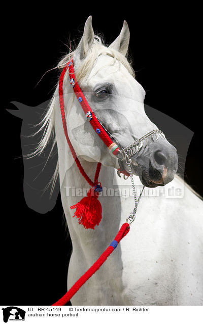 Araber Hengst Portrait / arabian horse portrait / RR-45149