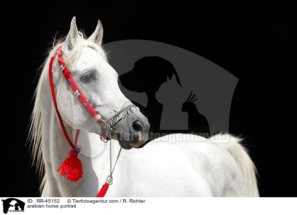 Araber Hengst Portrait / arabian horse portrait / RR-45152