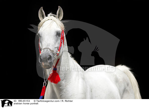 Araber Hengst Portrait / arabian horse portrait / RR-45153