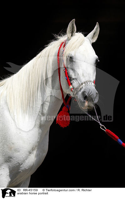 Araber Hengst Portrait / arabian horse portrait / RR-45159