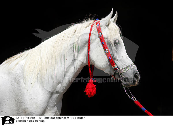 Araber Hengst Portrait / arabian horse portrait / RR-45160