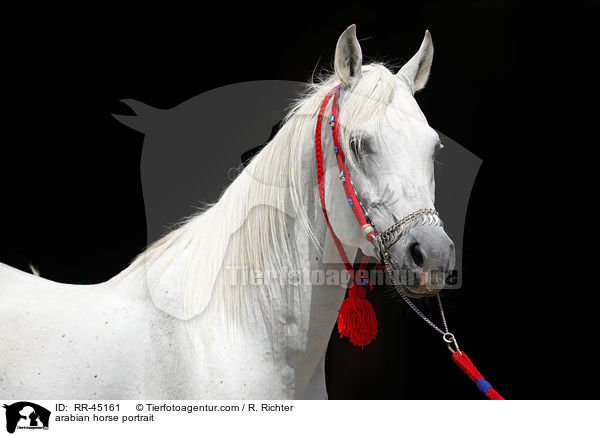 Araber Hengst Portrait / arabian horse portrait / RR-45161