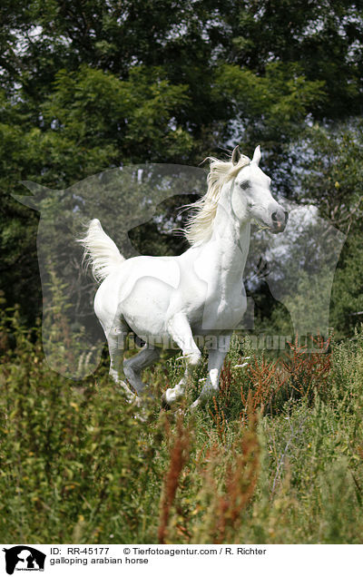 galoppierender Araber Hengst / galloping arabian horse / RR-45177