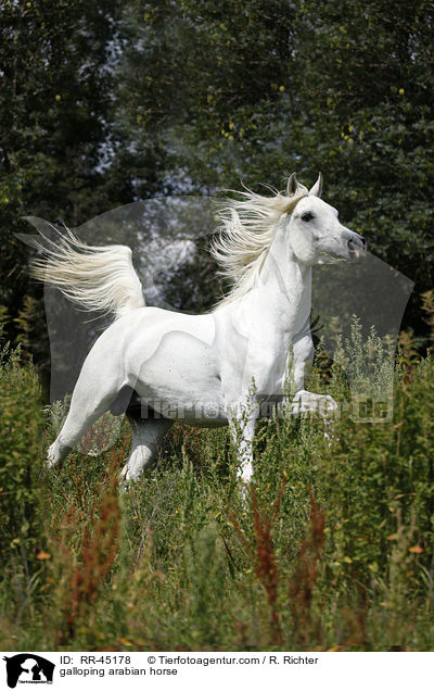 galoppierender Araber Hengst / galloping arabian horse / RR-45178