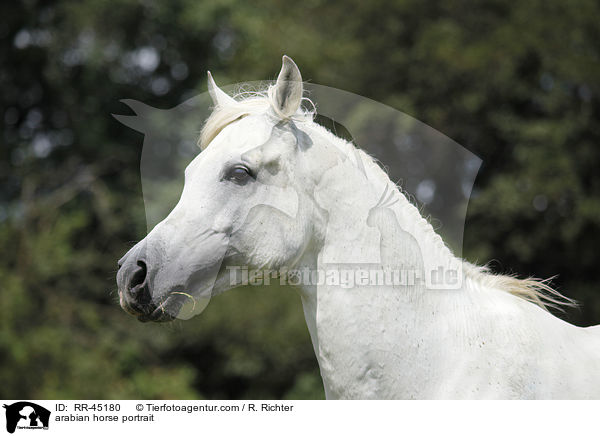 Araber Hengst Portrait / arabian horse portrait / RR-45180