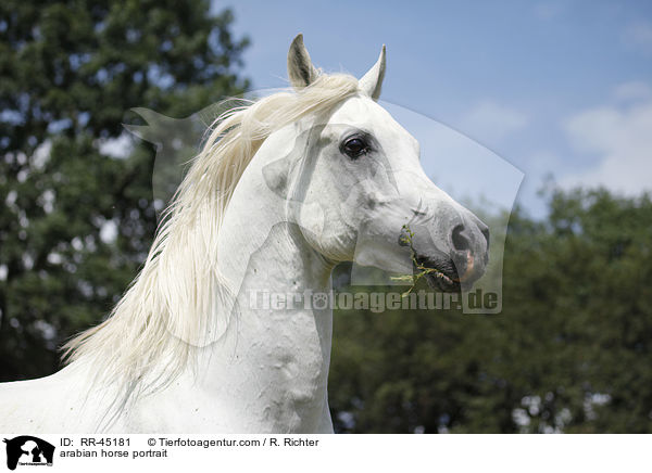 Araber Hengst Portrait / arabian horse portrait / RR-45181