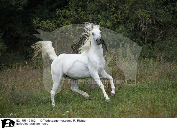 galoppierender Araber Hengst / galloping arabian horse / RR-45182
