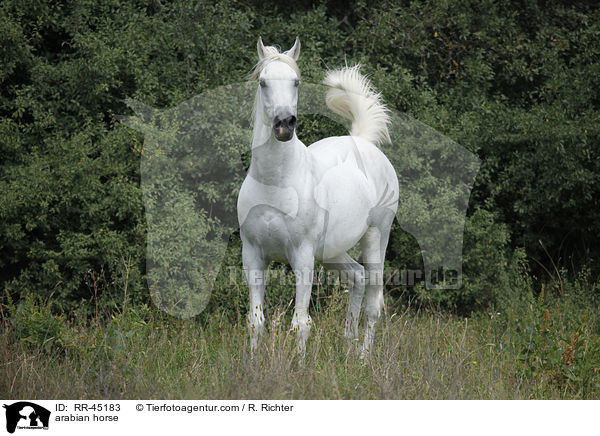 Araber Hengst / arabian horse / RR-45183