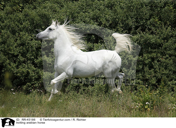 trabender Araber Hengst / trotting arabian horse / RR-45186