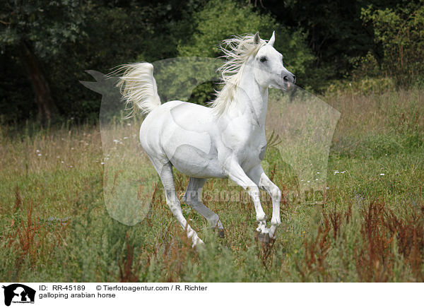 galoppierender Araber Hengst / galloping arabian horse / RR-45189