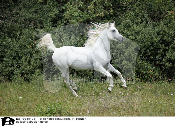 galoppierender Araber Hengst / galloping arabian horse / RR-45193