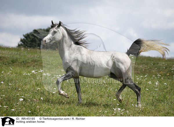 trabender Araber / trotting arabian horse / RR-45195
