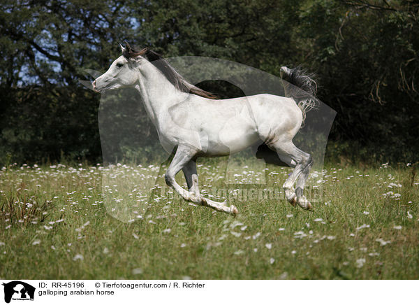 galoppierender Araber / galloping arabian horse / RR-45196