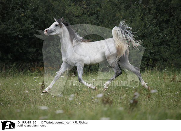 trabender Araber / trotting arabian horse / RR-45199
