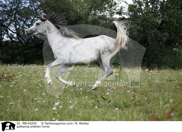 galoppierender Araber / galloping arabian horse / RR-45200