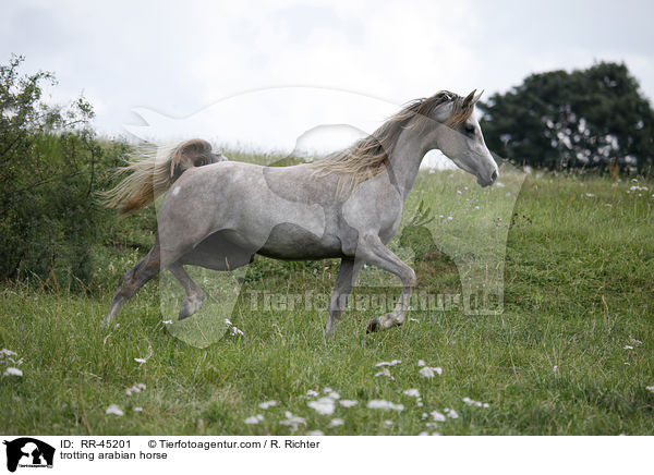 trabender Araber / trotting arabian horse / RR-45201