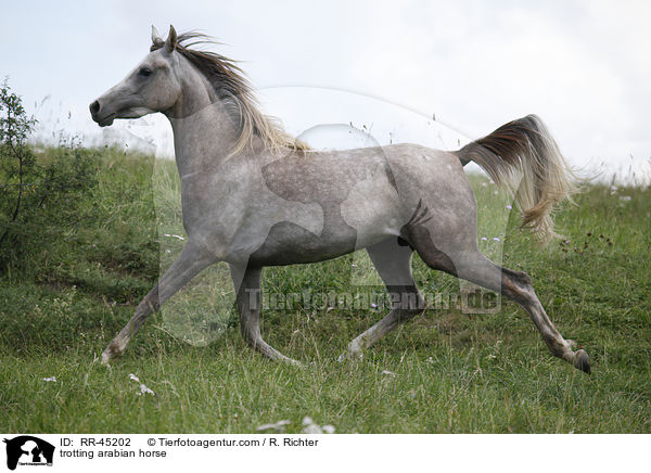 trabender Araber / trotting arabian horse / RR-45202