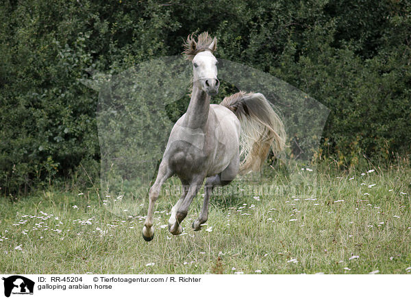 galoppierender Araber / galloping arabian horse / RR-45204