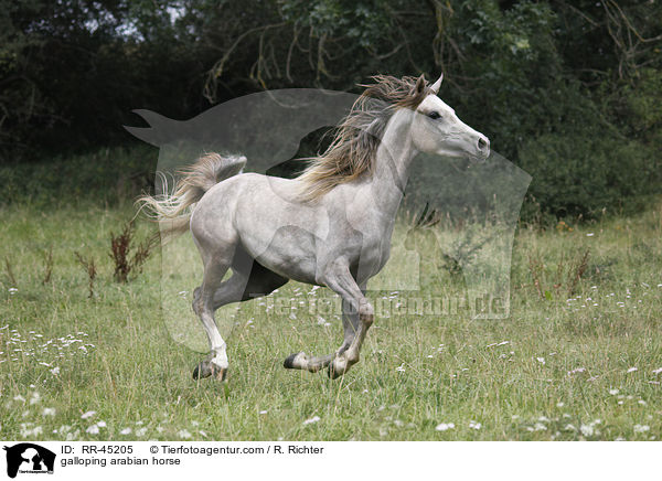 galoppierender Araber / galloping arabian horse / RR-45205