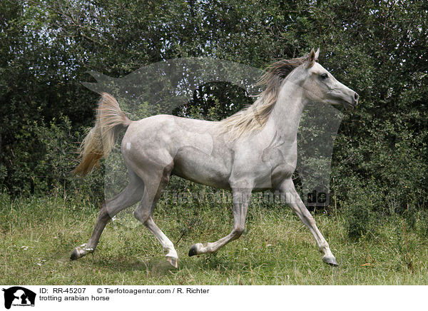 trabender Araber / trotting arabian horse / RR-45207
