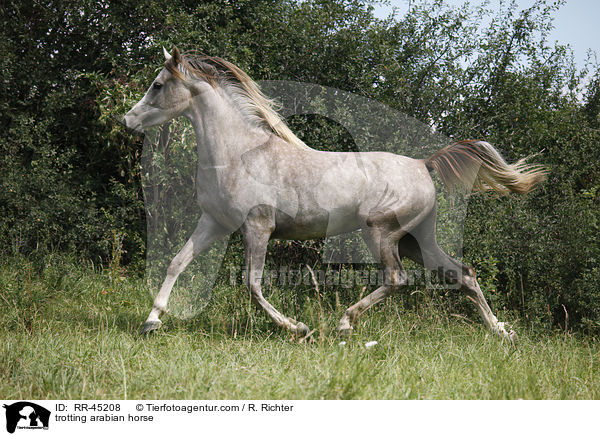 trabender Araber / trotting arabian horse / RR-45208