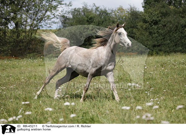 galoppierender Araber / galloping arabian horse / RR-45211