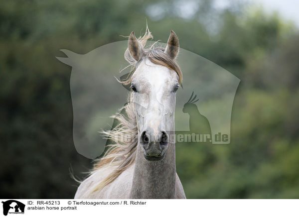 Araber Portrait / arabian horse portrait / RR-45213