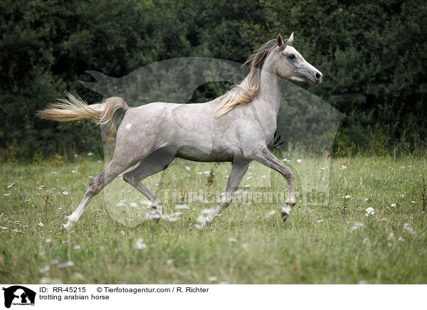 trabender Araber / trotting arabian horse / RR-45215