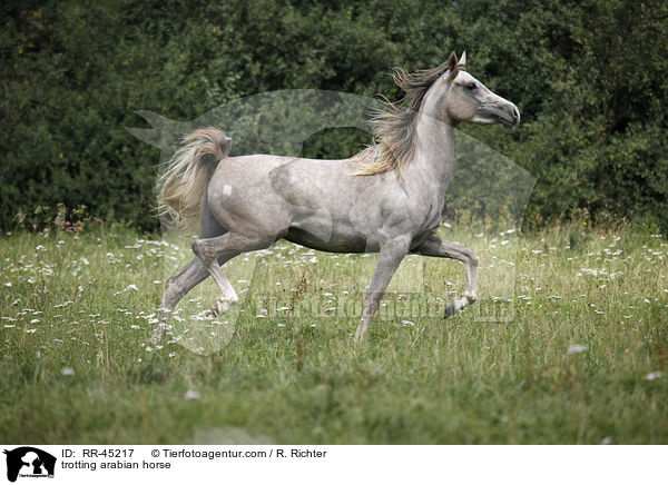 trabender Araber / trotting arabian horse / RR-45217