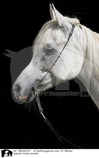 Araber Portrait / arabian horse portrait / RR-45218