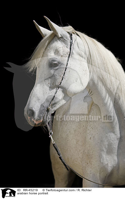 Araber Portrait / arabian horse portrait / RR-45219