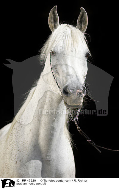 Araber Portrait / arabian horse portrait / RR-45220