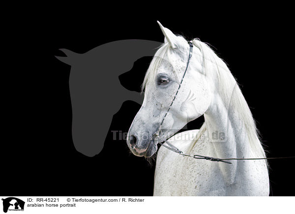 Araber Portrait / arabian horse portrait / RR-45221