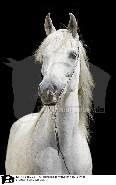 Araber Portrait / arabian horse portrait / RR-45223