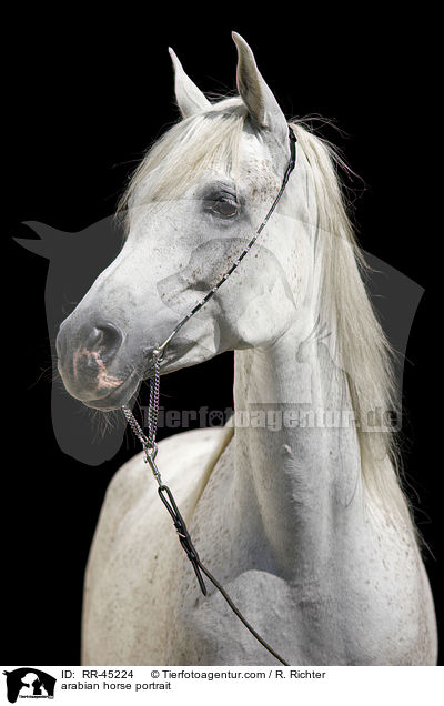 Araber Portrait / arabian horse portrait / RR-45224
