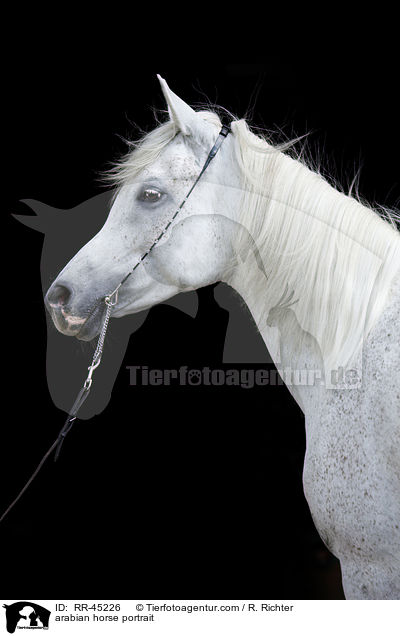 Araber Portrait / arabian horse portrait / RR-45226