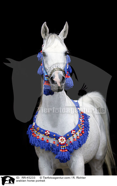 Araber Portrait / arabian horse portrait / RR-45233