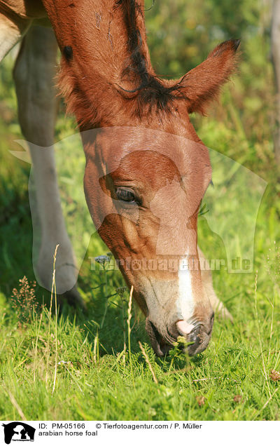 Araber Fohlen / arabian horse foal / PM-05166