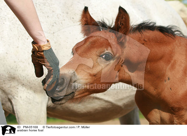 Araber Fohlen / arabian horse foal / PM-05168