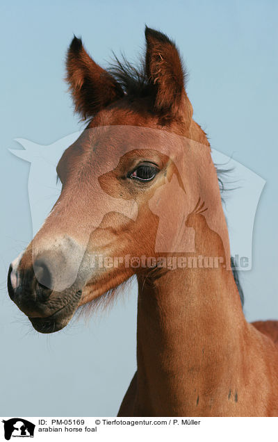 Araber Fohlen / arabian horse foal / PM-05169