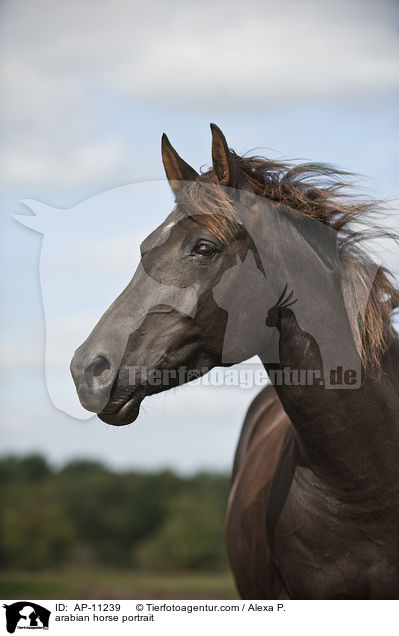 Araber Portrait / arabian horse portrait / AP-11239