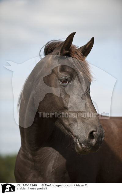 Araber Portrait / arabian horse portrait / AP-11240