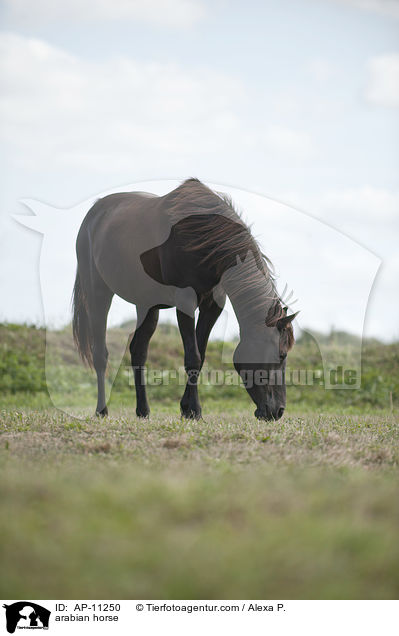 Araber / arabian horse / AP-11250